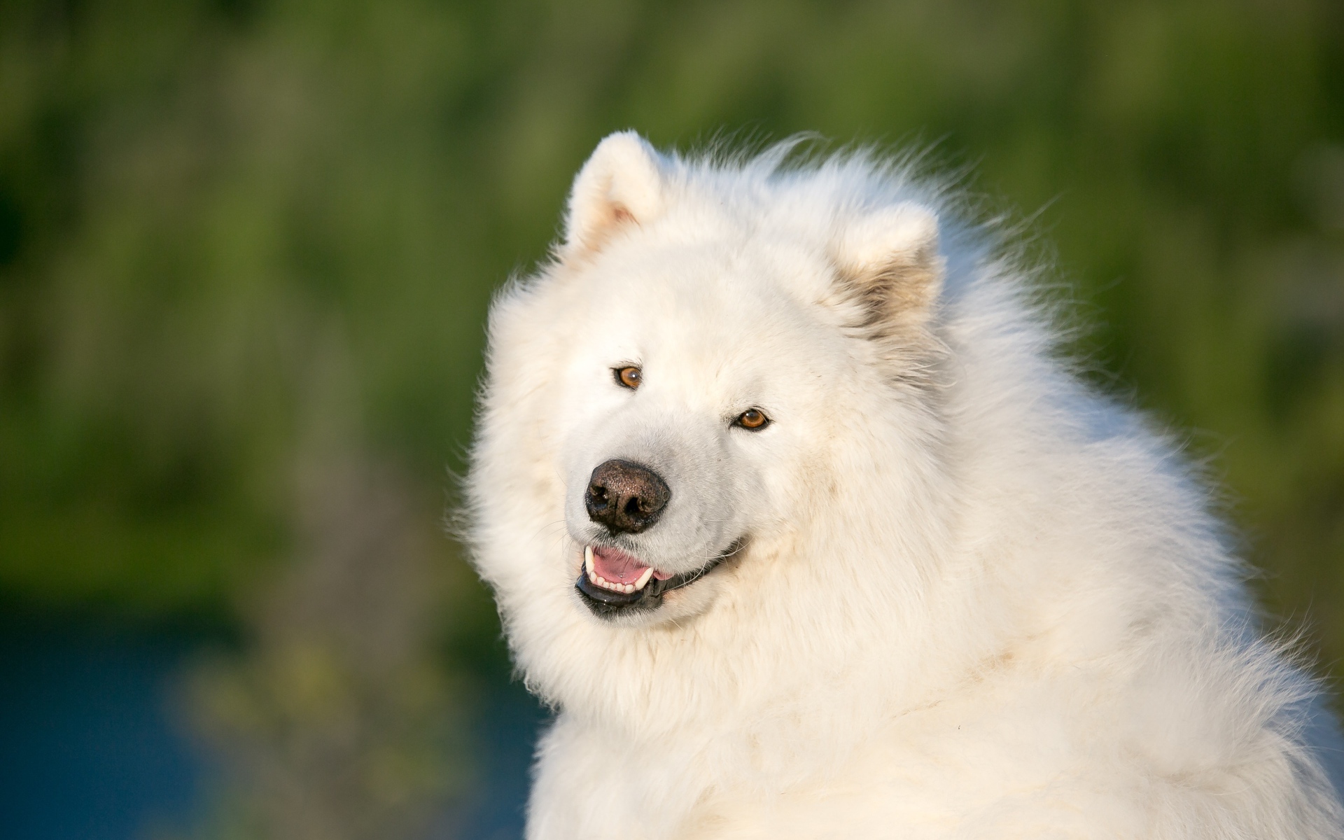 Большой белый пес породы самоед
