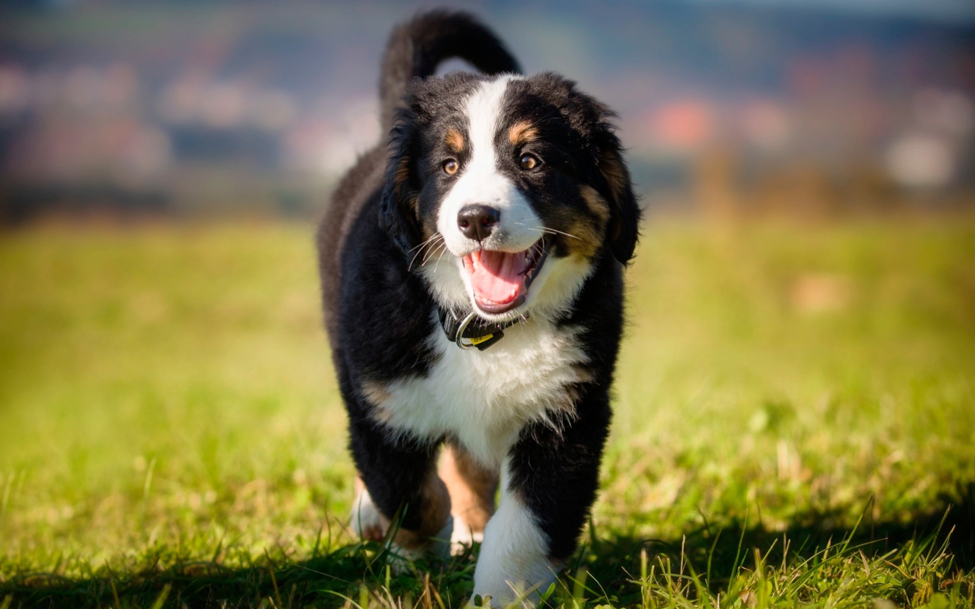 Маленький щенок австралийской овчарки на зеленой траве