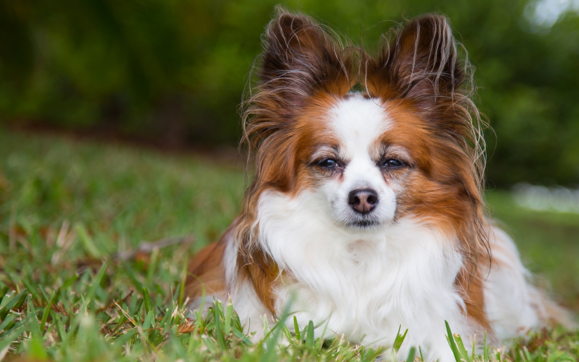 Собака породы Папильон лежит на зеленой траве