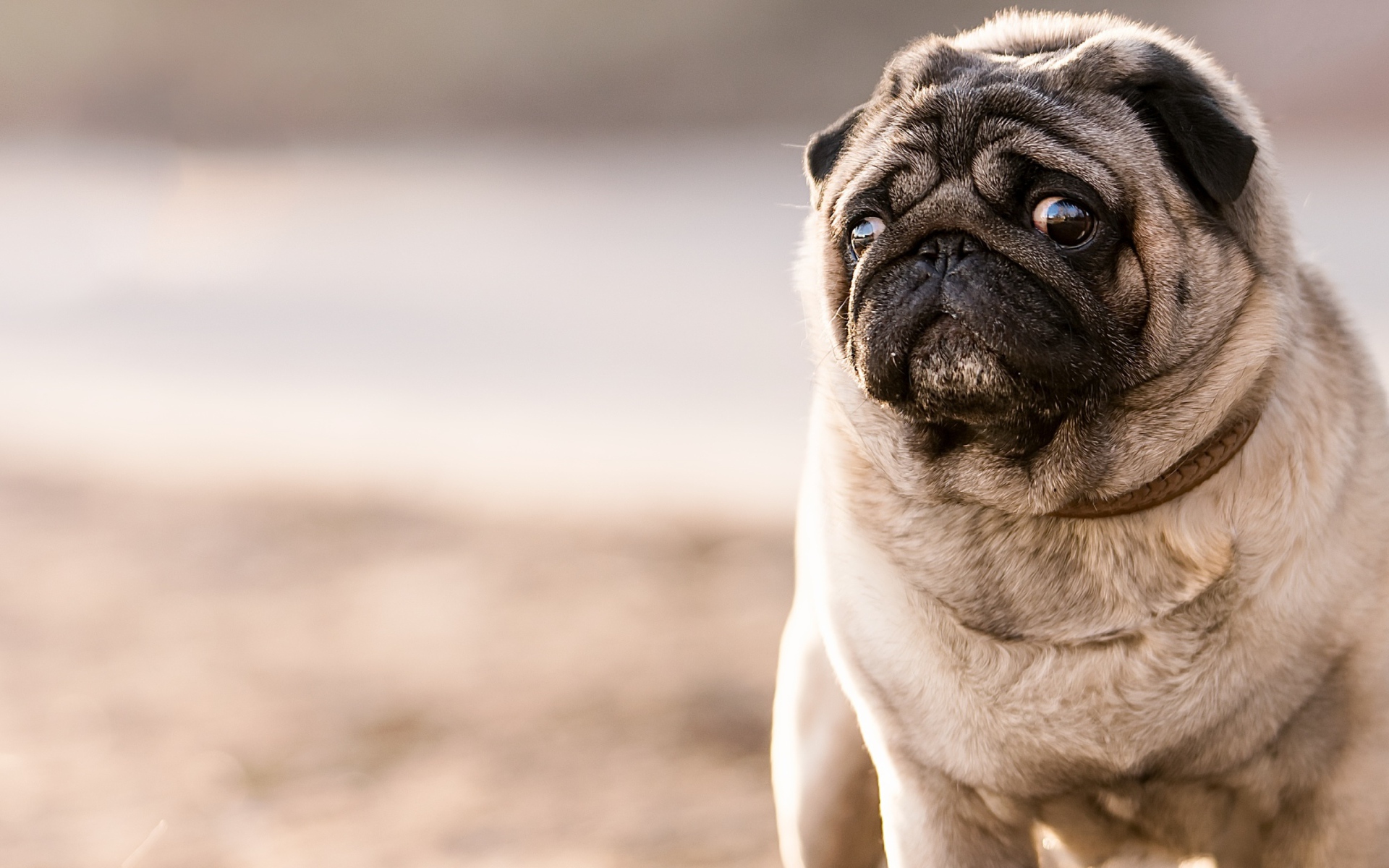 Мопс с грустным взглядом 