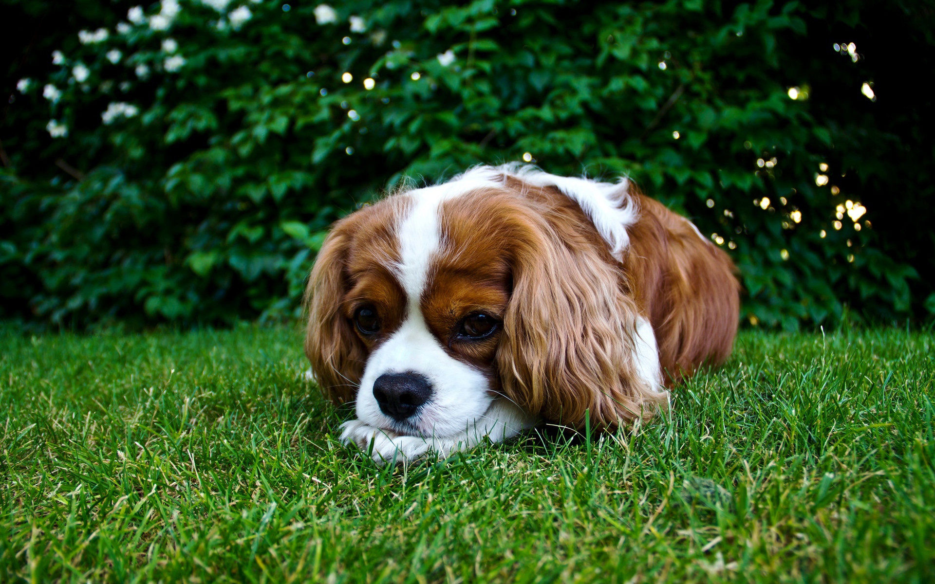 Грустный Кинг Чарльз Спаниель лежит на зеленой траве