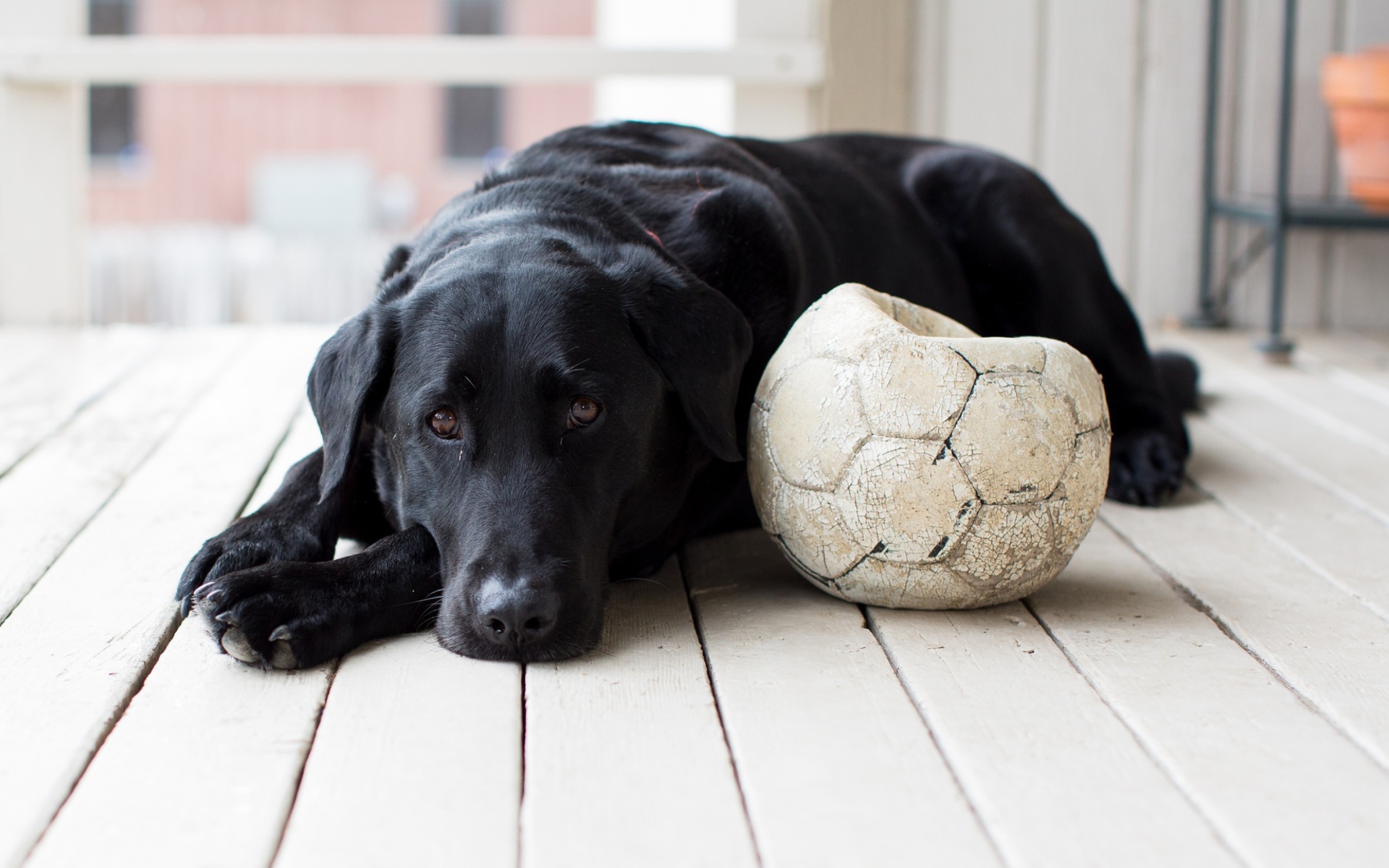 Грустный черный лабрадор с футбольным мячом 