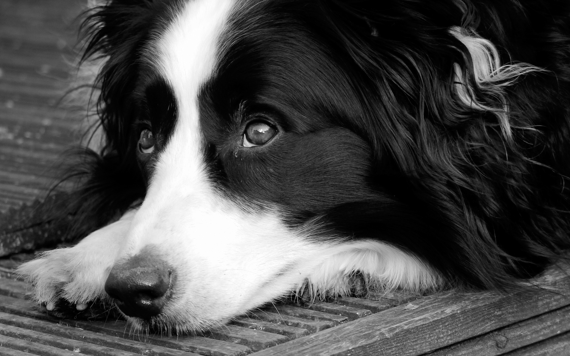 Грустный пес породы бордер колли черно белое фото 