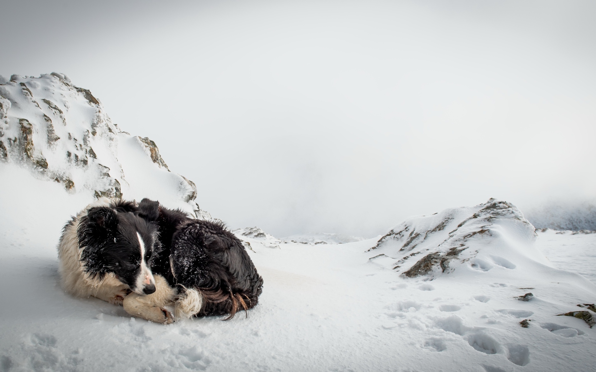 Грустная собака спит на снегу зимой