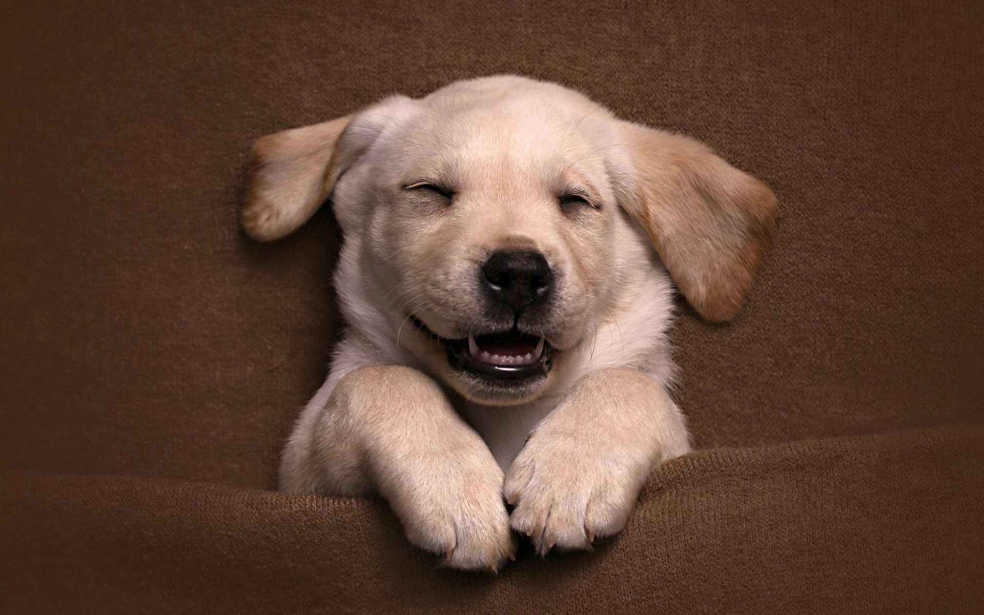 Довольный спящий щенок золотистого ретривера 