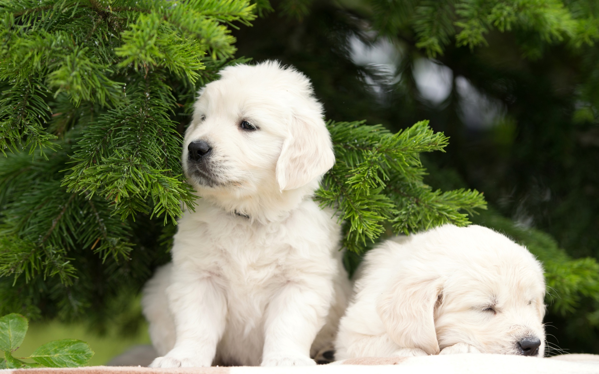 Два щенка золотистого ретривера под еловой веткой