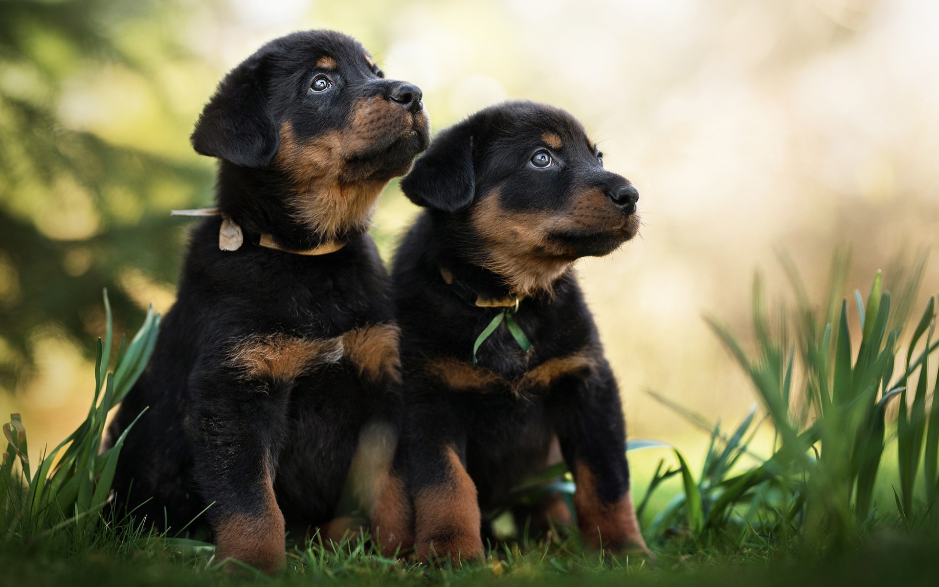 Два щенка породы Босерон сидят на зеленой траве