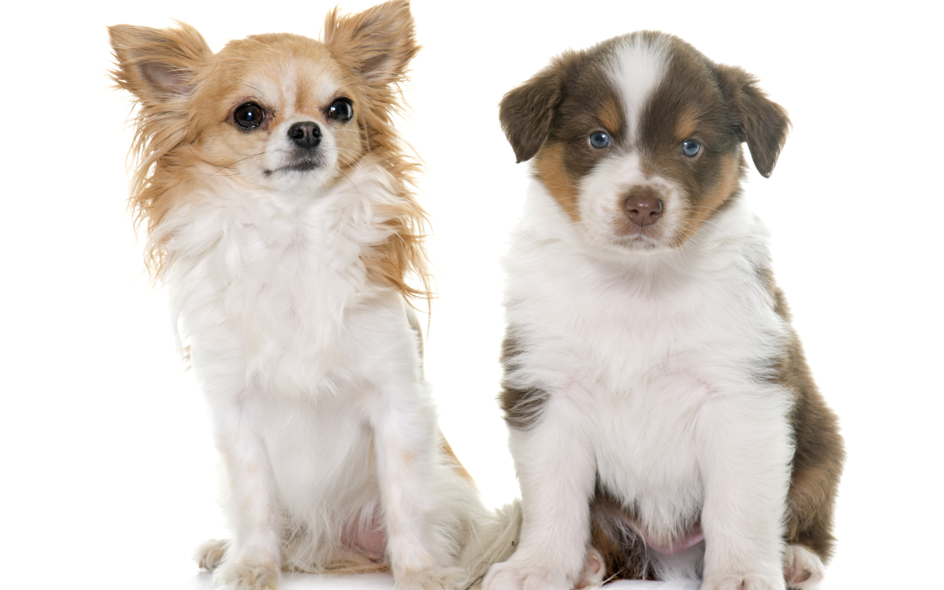 Два щенка на белом фоне 