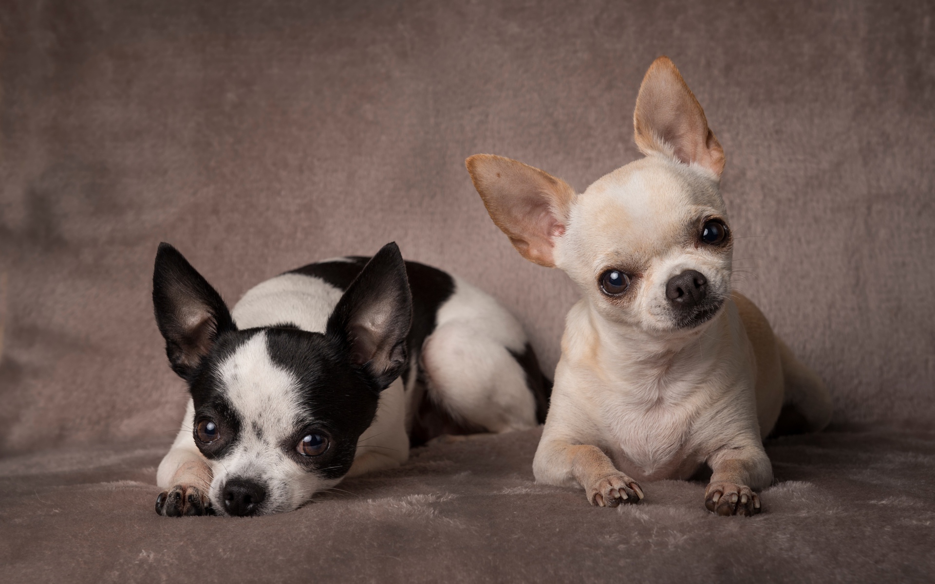 Две маленьких собаки породы чихуахуа на сером фоне
