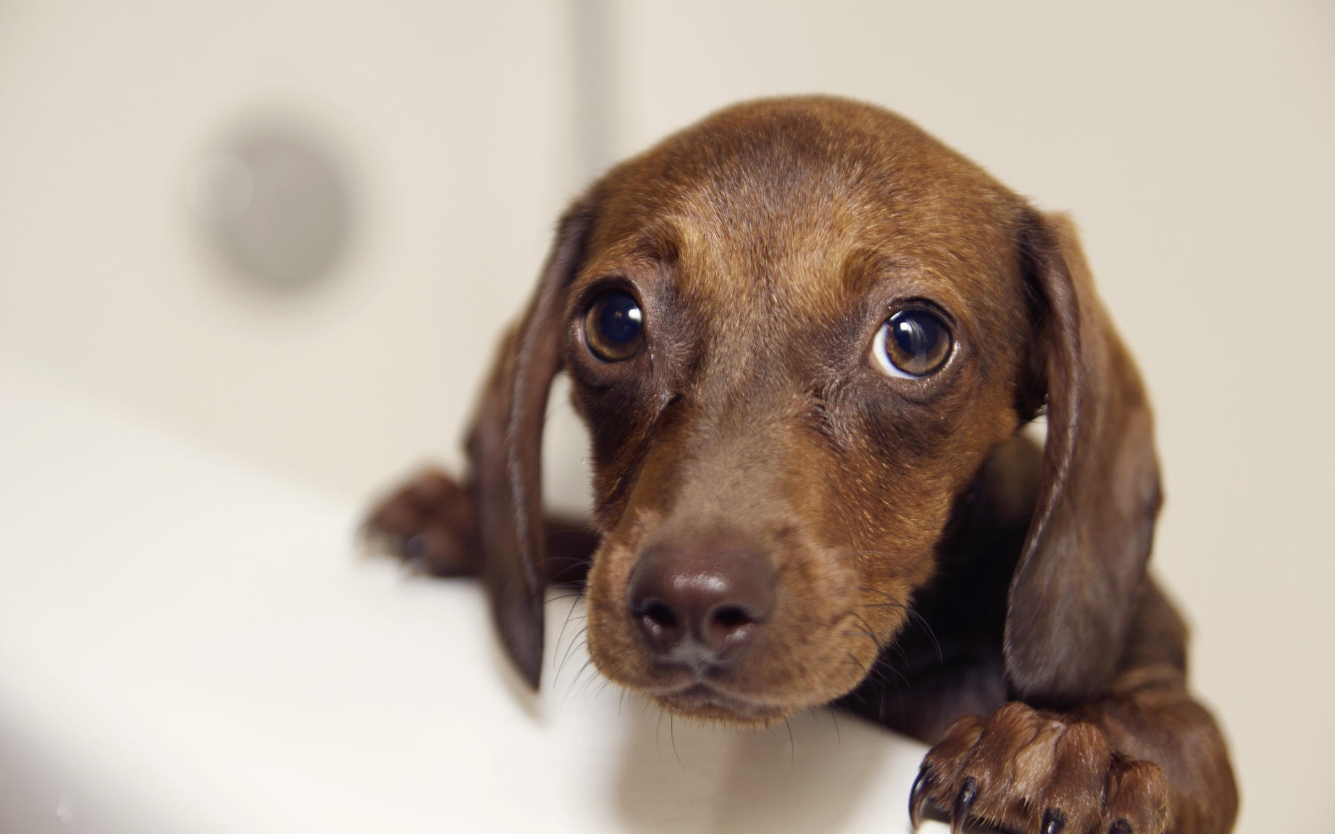 Мокрая такси стоит в ванной