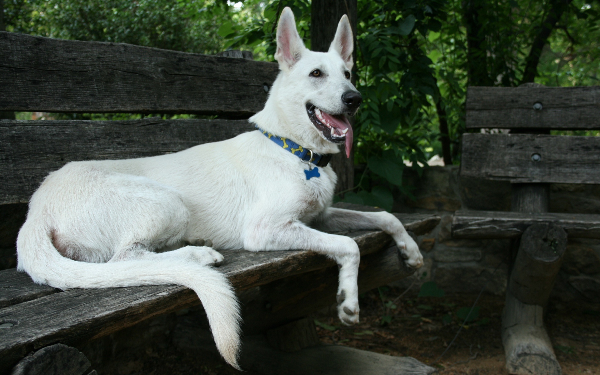 Белая швейцарская овчарка лежит на деревянной лавке