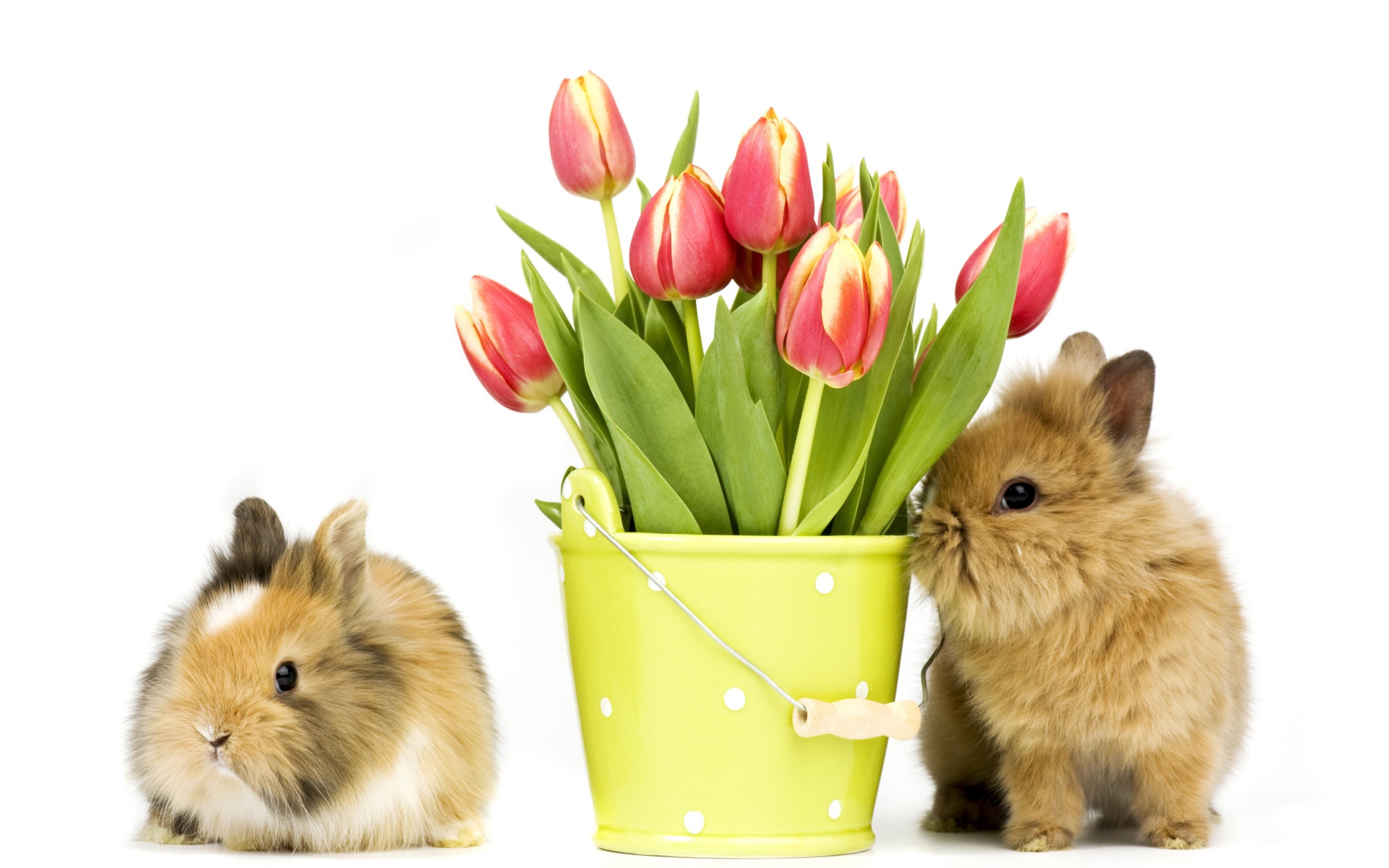 Два пушистых декоративных кролика с букетом тюльпанов на белом фоне
