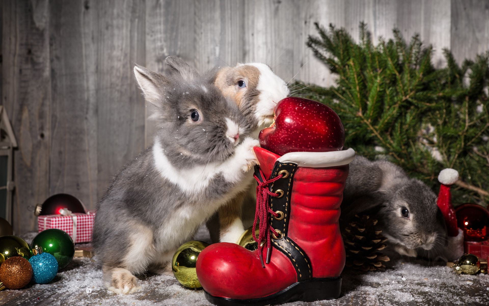 Two rabbits with a Christmas boot and spruce