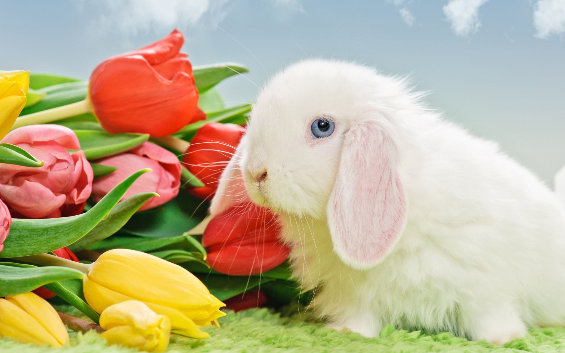 Белый голубоглазый кролик с букетом тюльпанов
