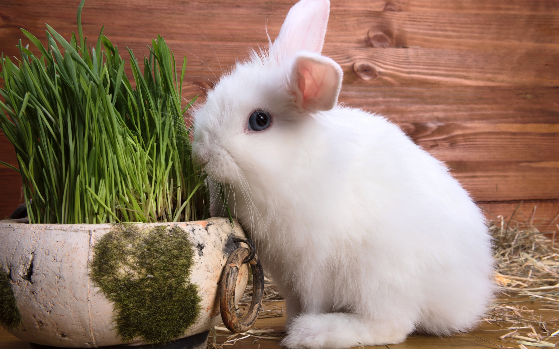White fluffy decorative rabbit on wooden background