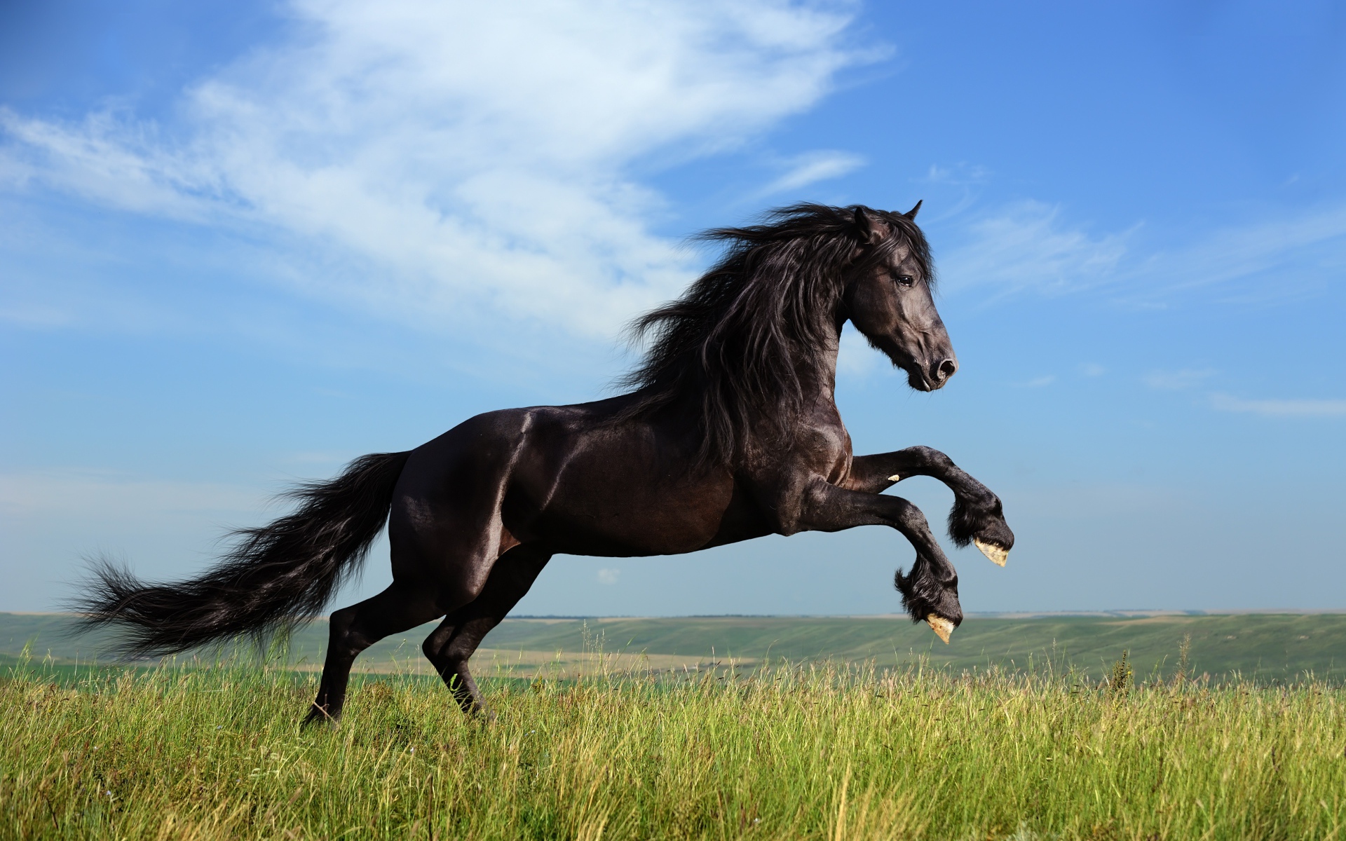 Красивый черный конь на фоне голубого неба