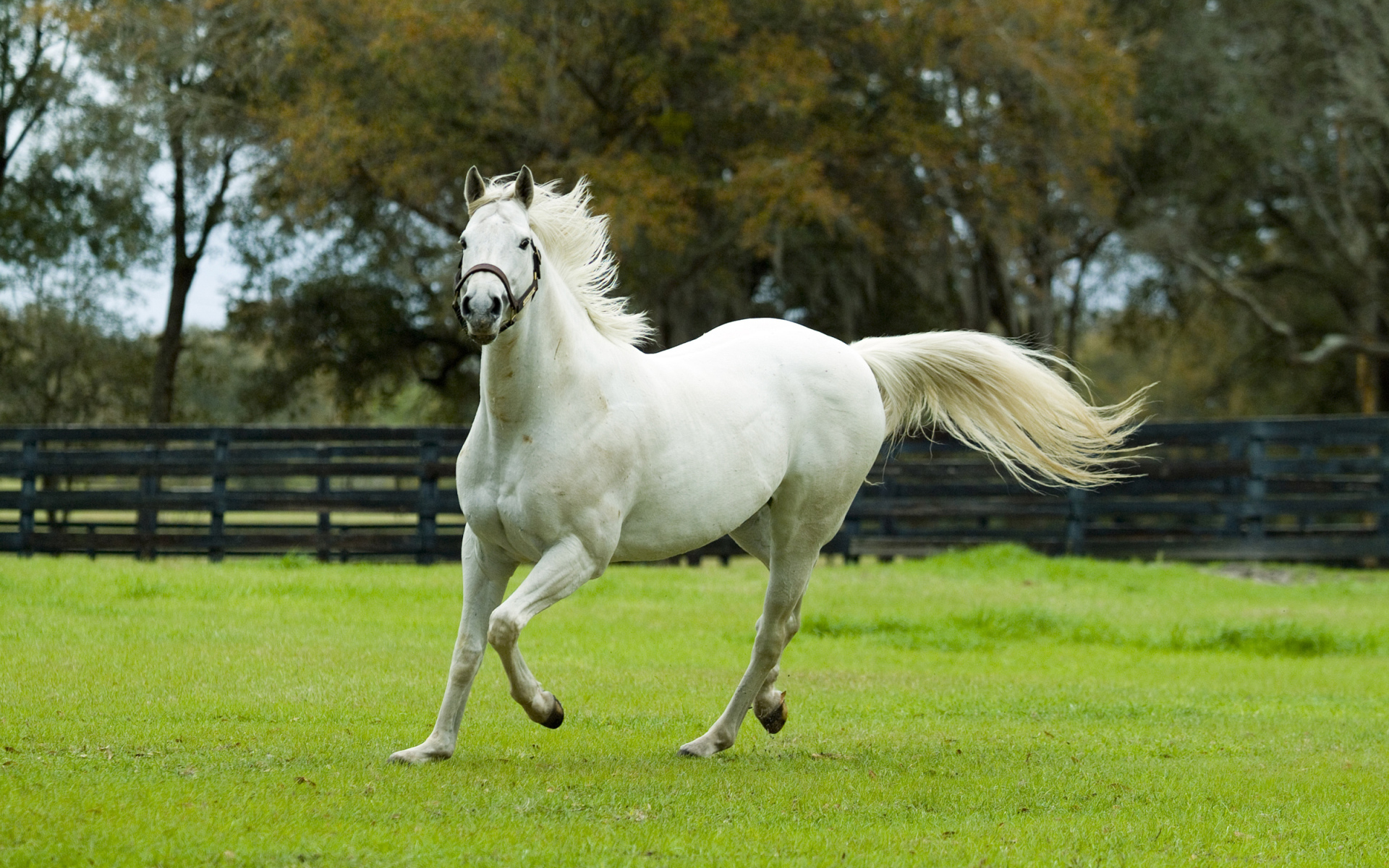 Белая красивая лошадь скачет по зеленой траве