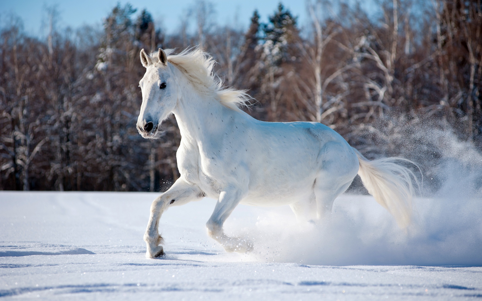 Белый конь скачет по заснеженному лесу