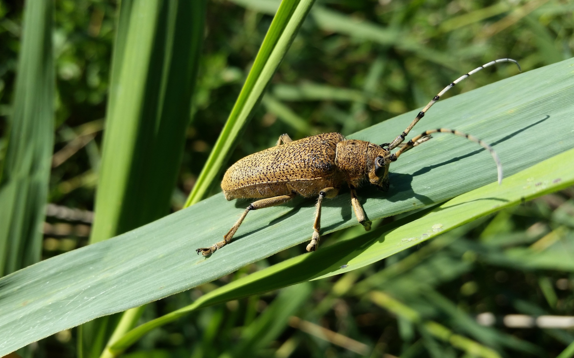 Большой жук скрипун на зеленом листе