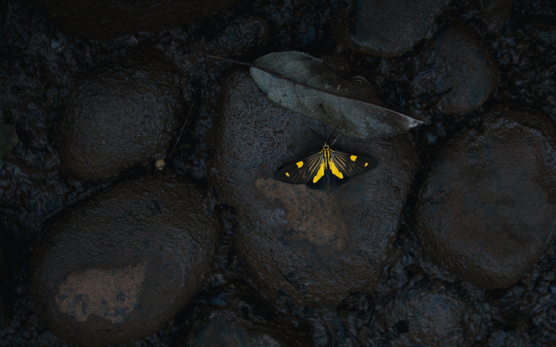 Маленькая бабочка на мокрых черных камнях