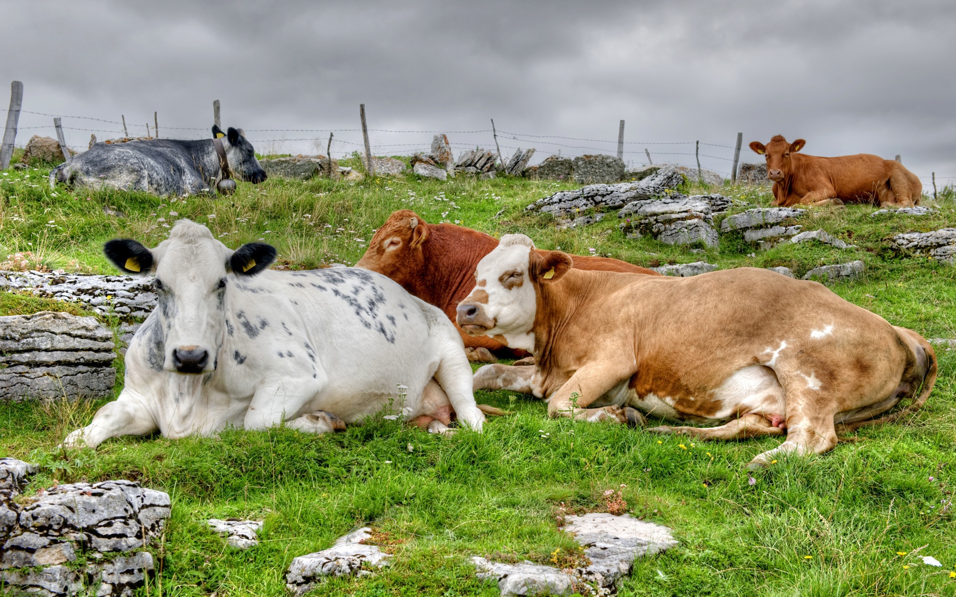 Стадо коров отдыхает на пастбище