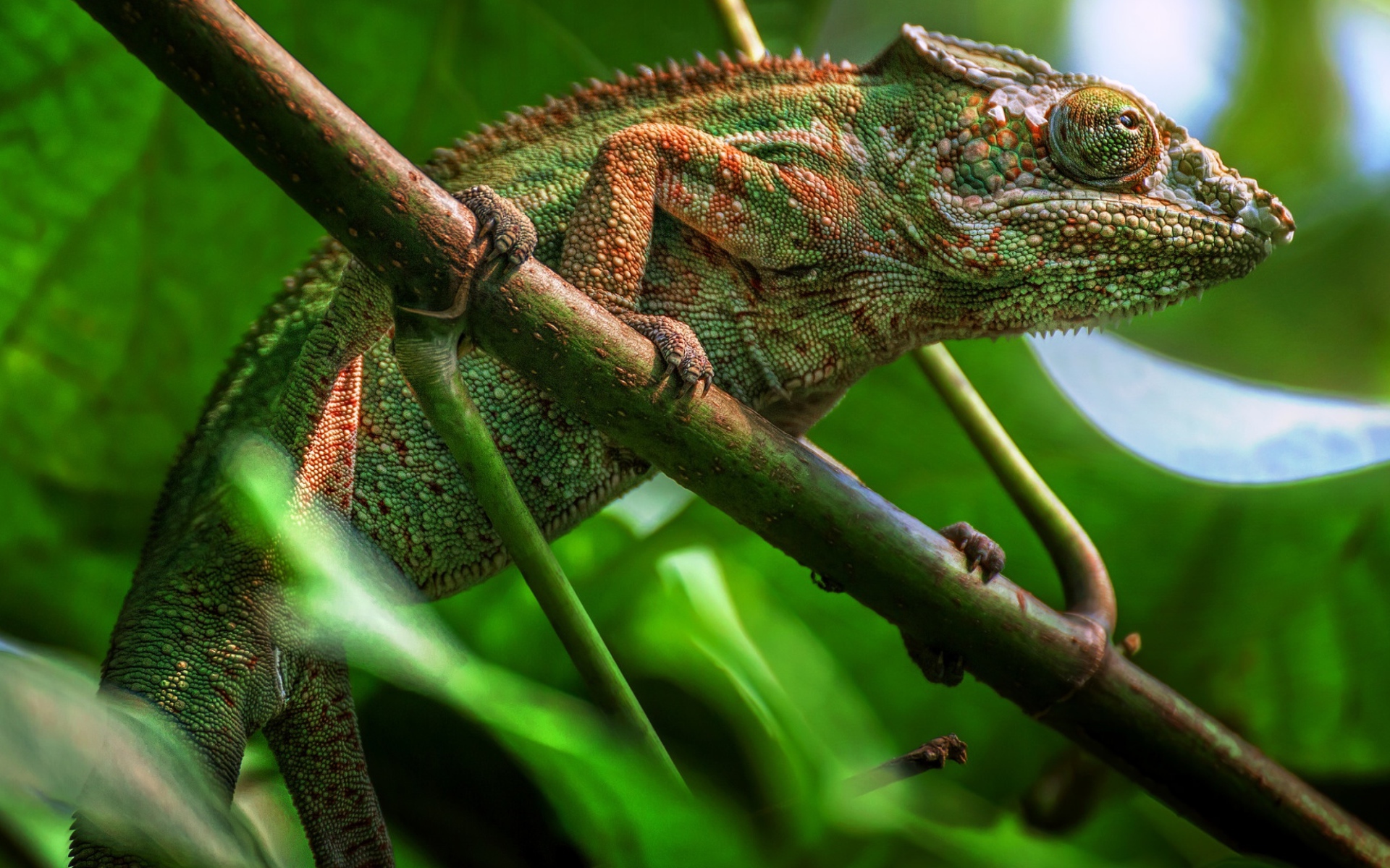 Большой зеленый хамелеон сидит на ветке