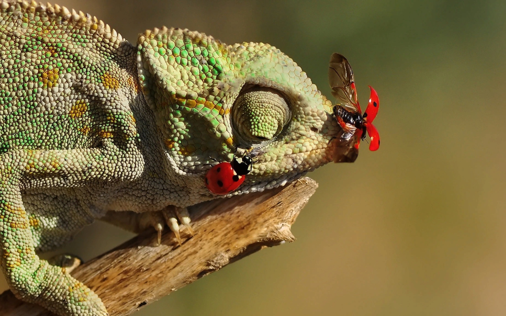 Божьи коровки сидят на зеленом хамелеоне 