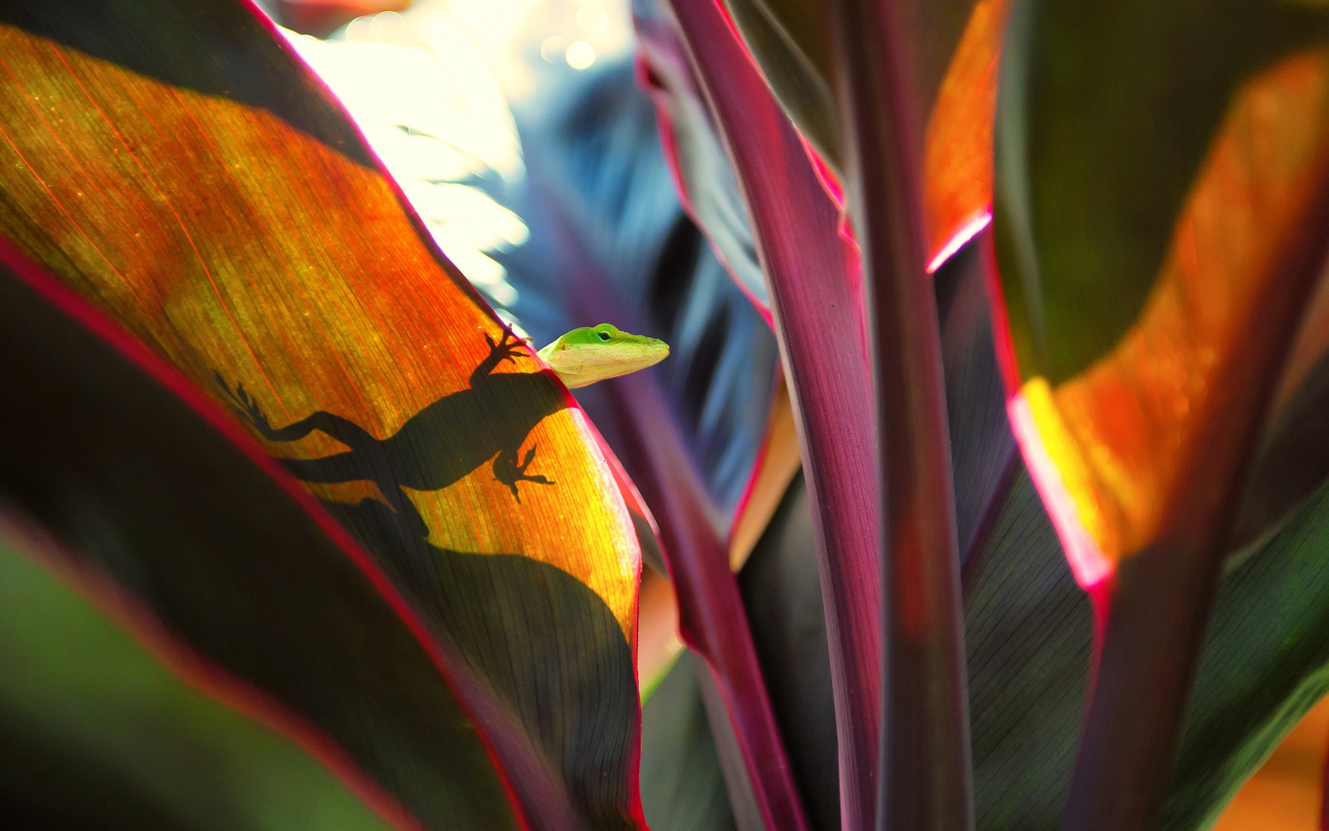 Маленькая зеленая ящерица сидит на большом листе