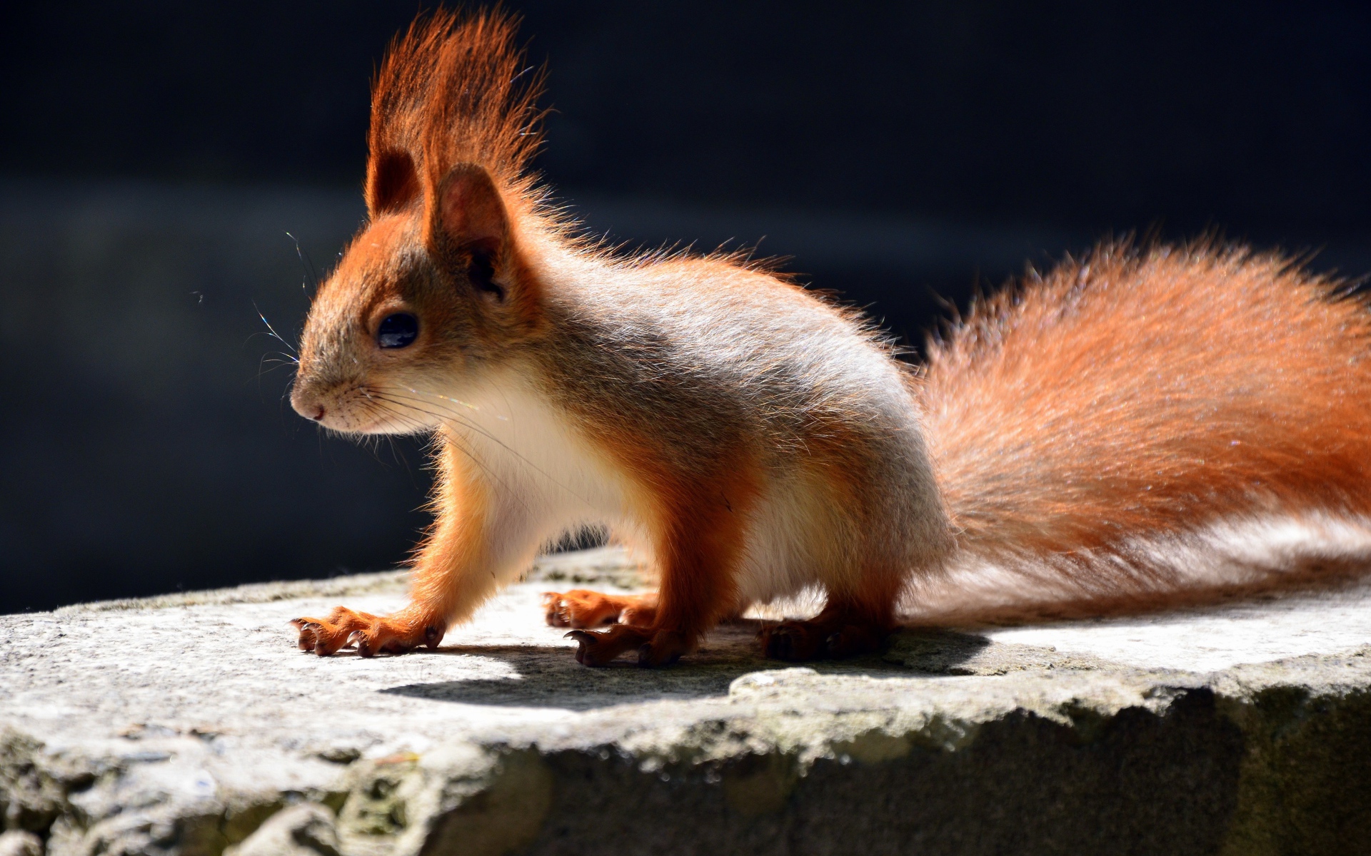 Маленькая белочка в лучах солнца