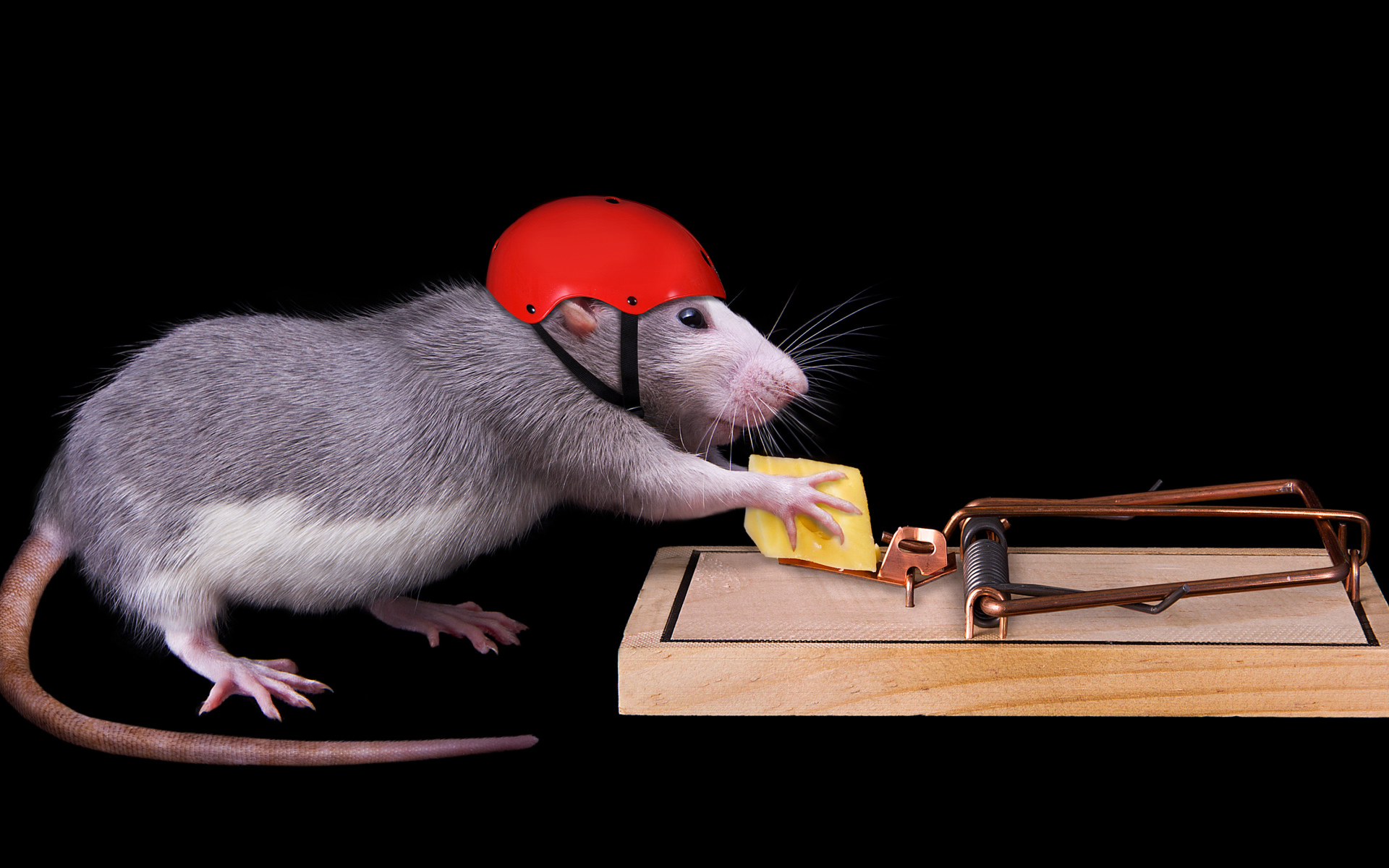Крыса в шлеме ворует сыр из мышеловки