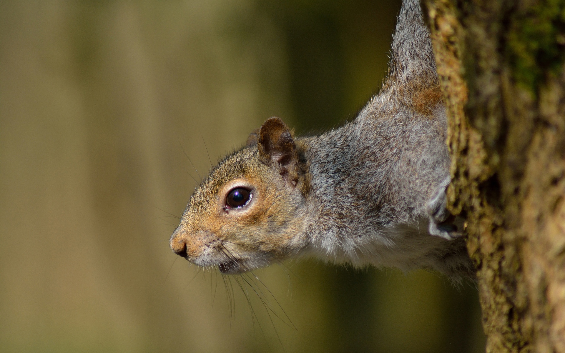Любопытная белка на дереве