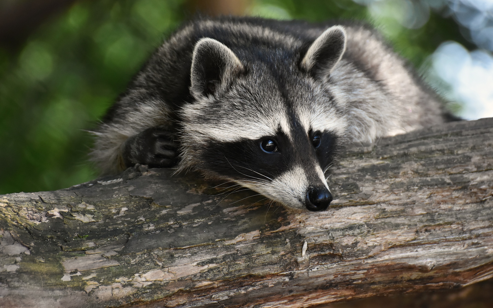 Милый енот лежит на дереве