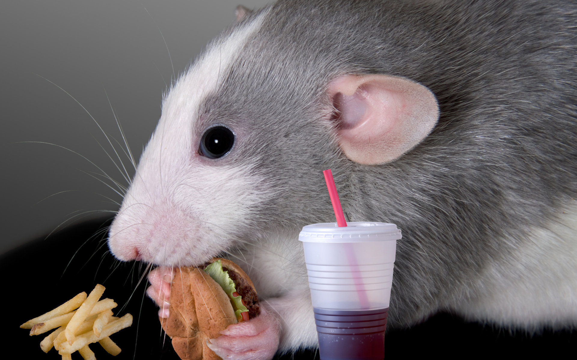 Серая декоративная крыса с сэндвичем и соком