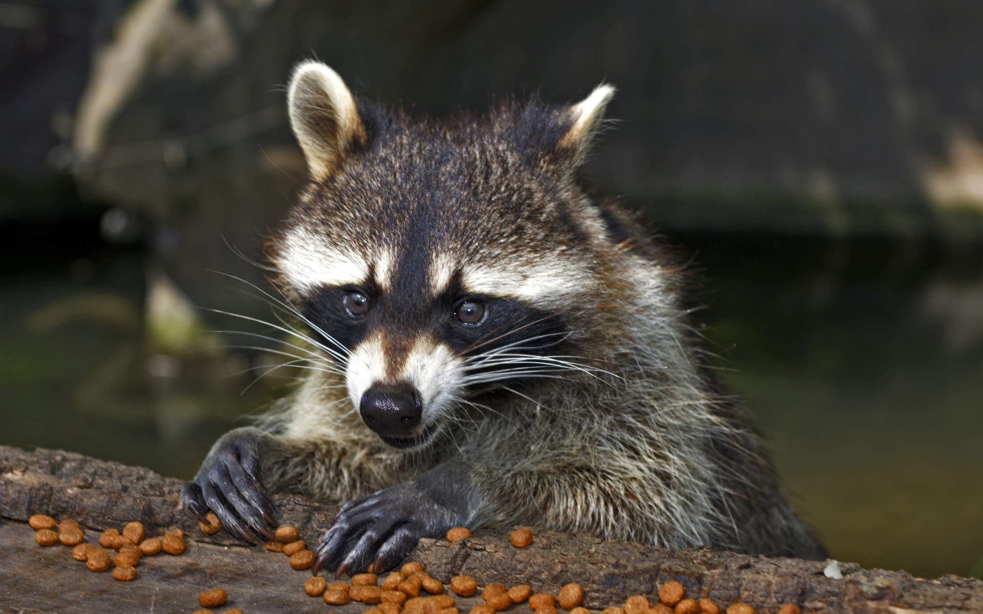 Енот грызет сухой корм