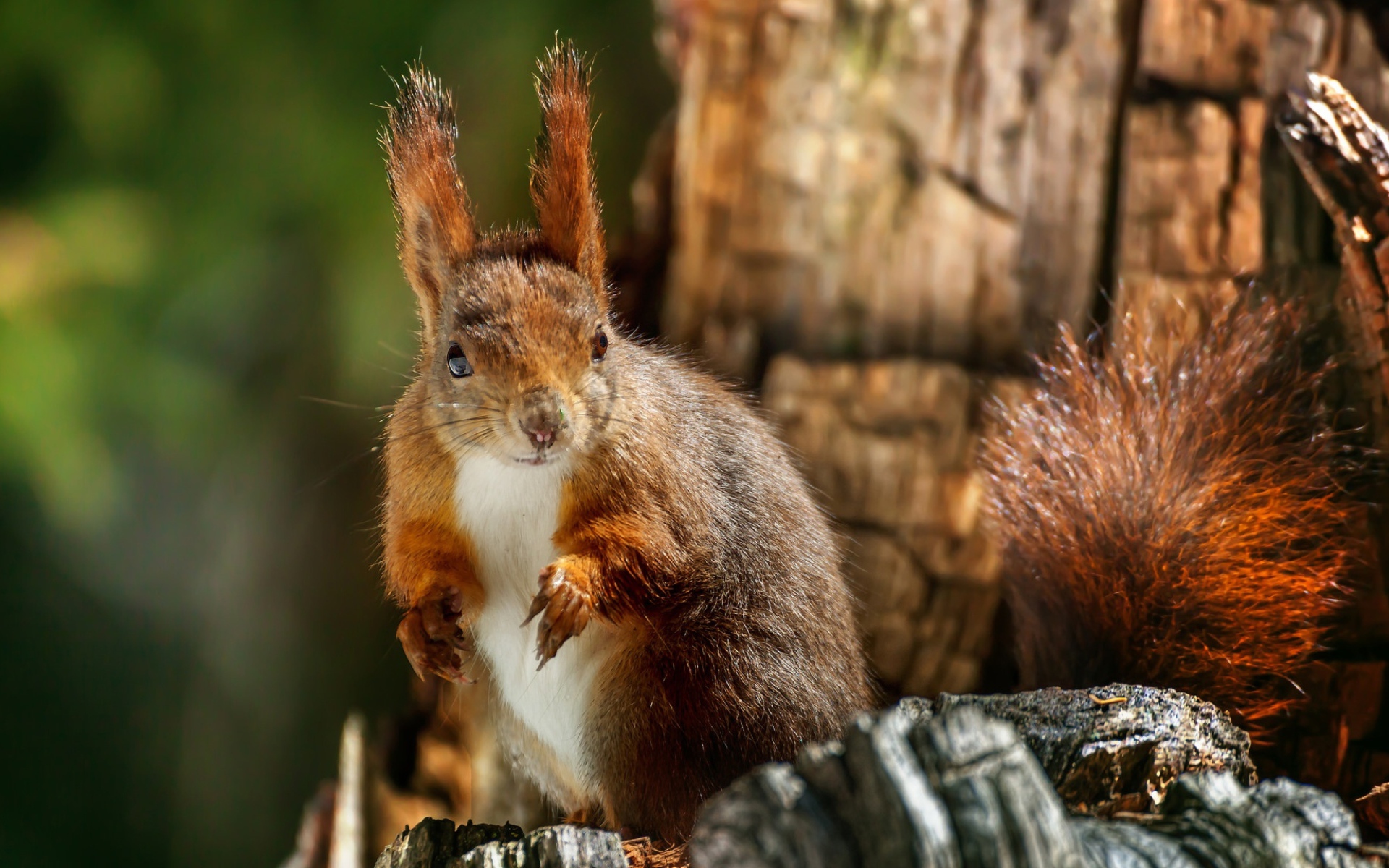 Рыжая белка на сухом дереве крупным планом 