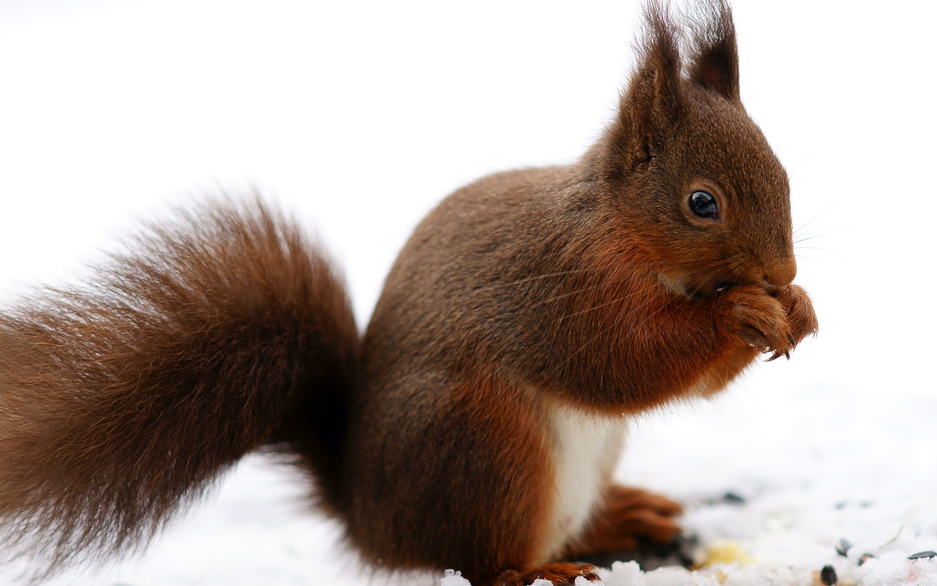 Рыжая белка сидит на снегу