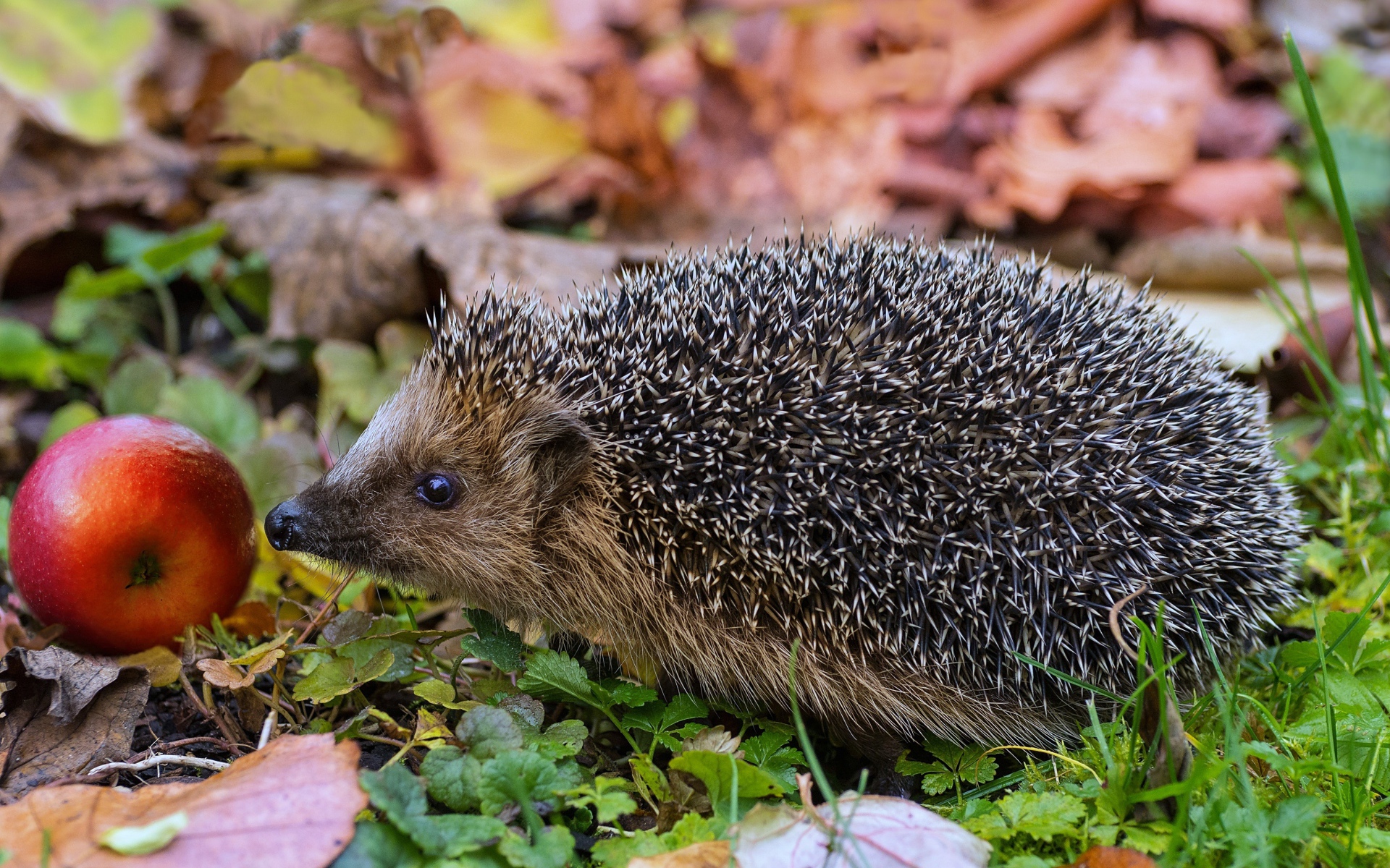 Колючий еж с красным яблоком в зеленой траве