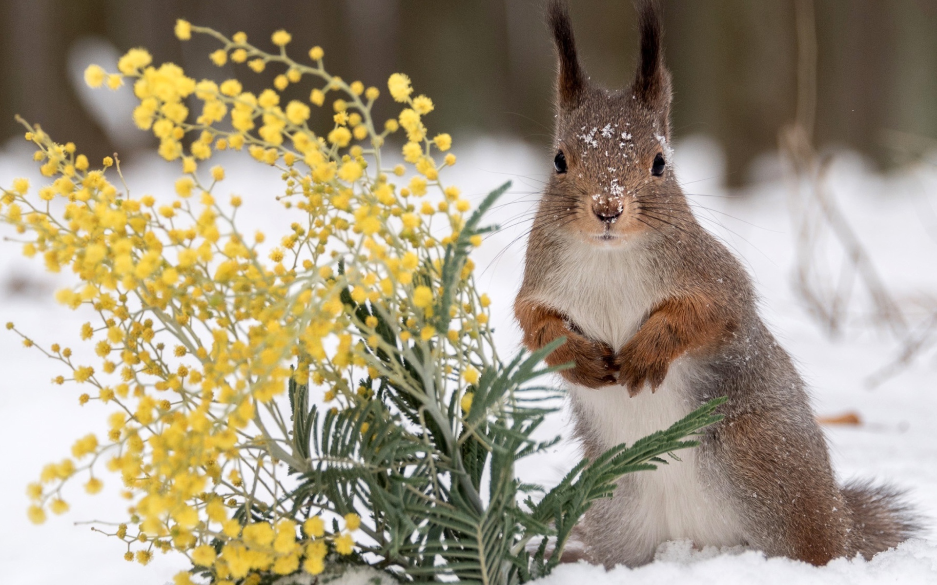 Белка с веткой мимозы на снегу 