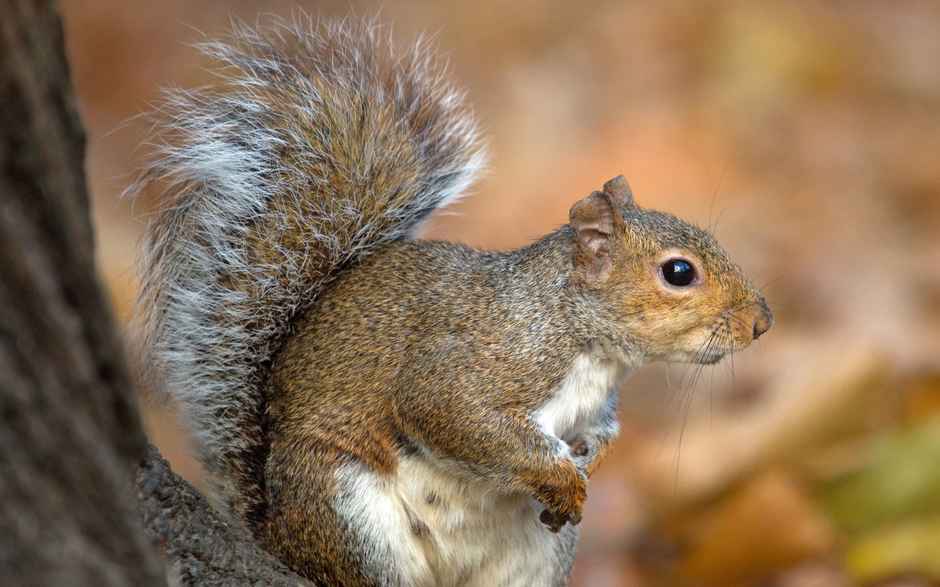 Белка с пушистым хвостом на дереве