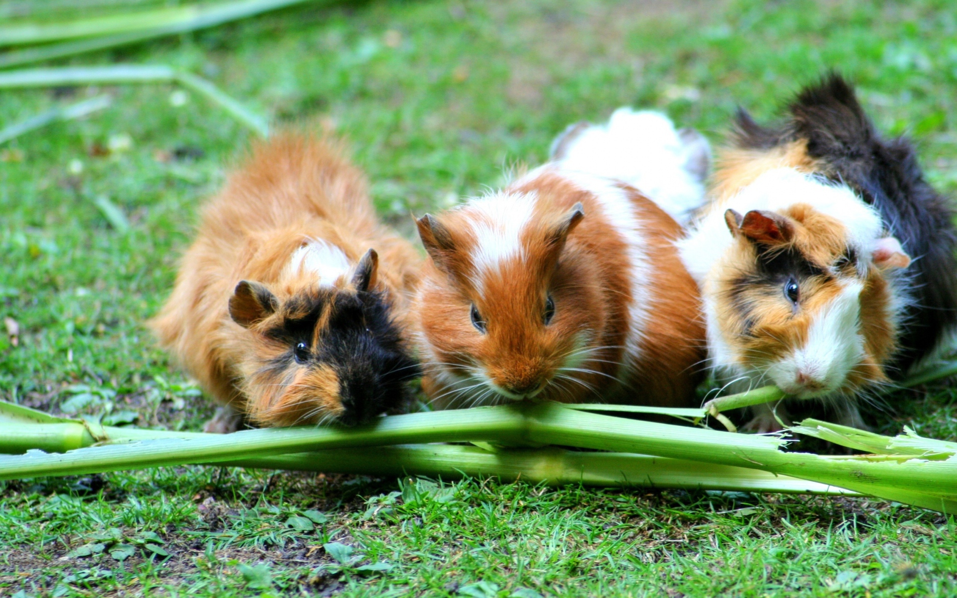 Три морские свинки грызут зеленую траву