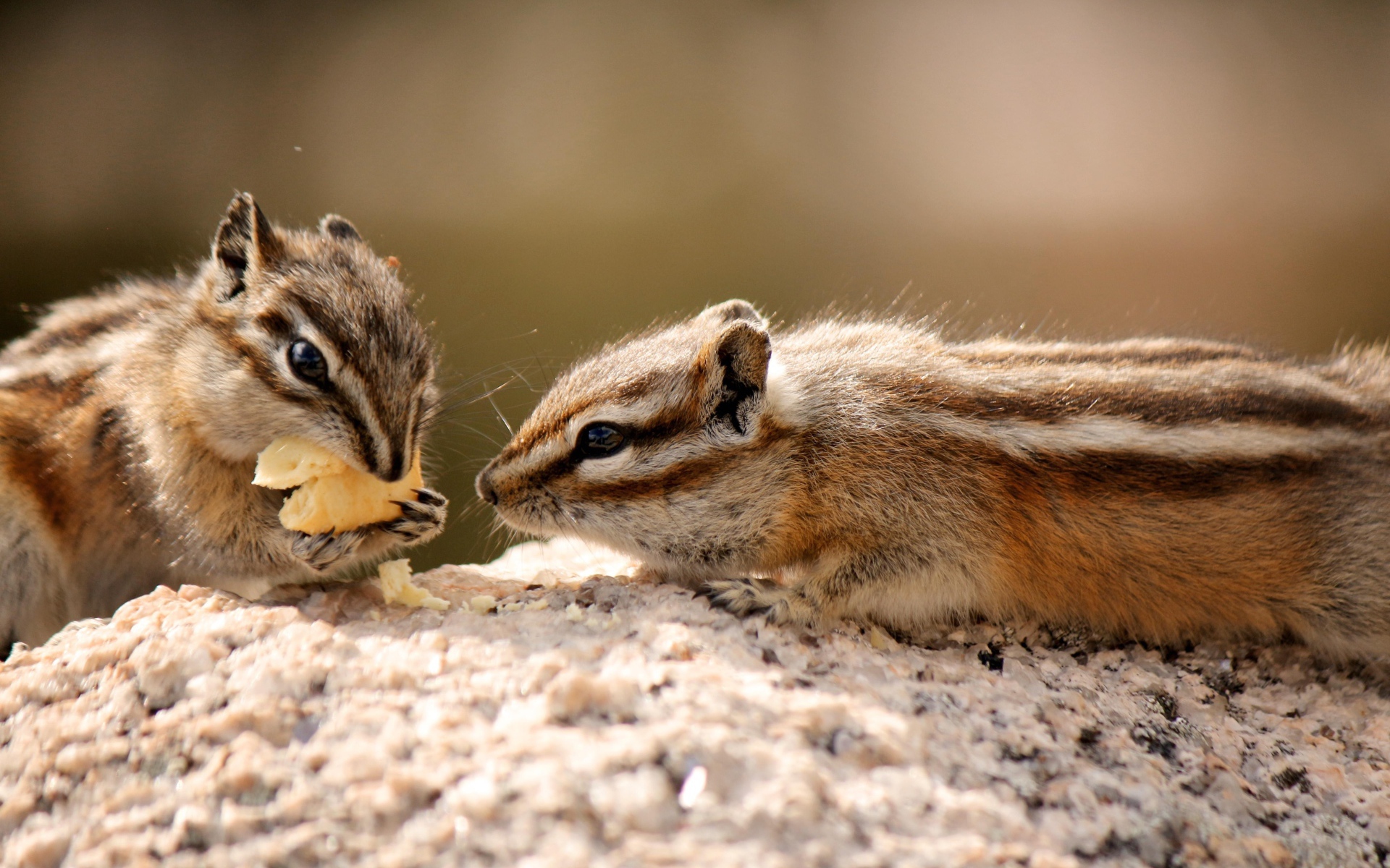 Два милых бурундука едят печенье