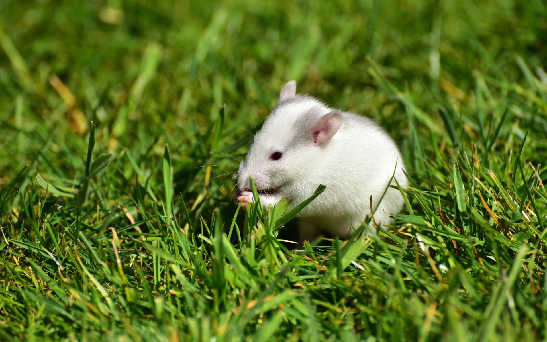Белая мышь в зеленой траве