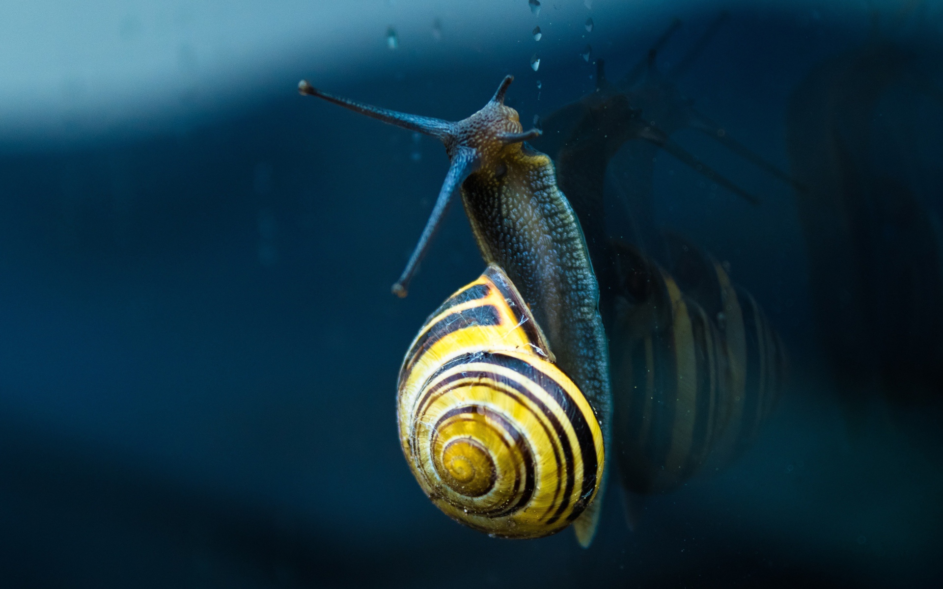 Улитка ползет по стеклу