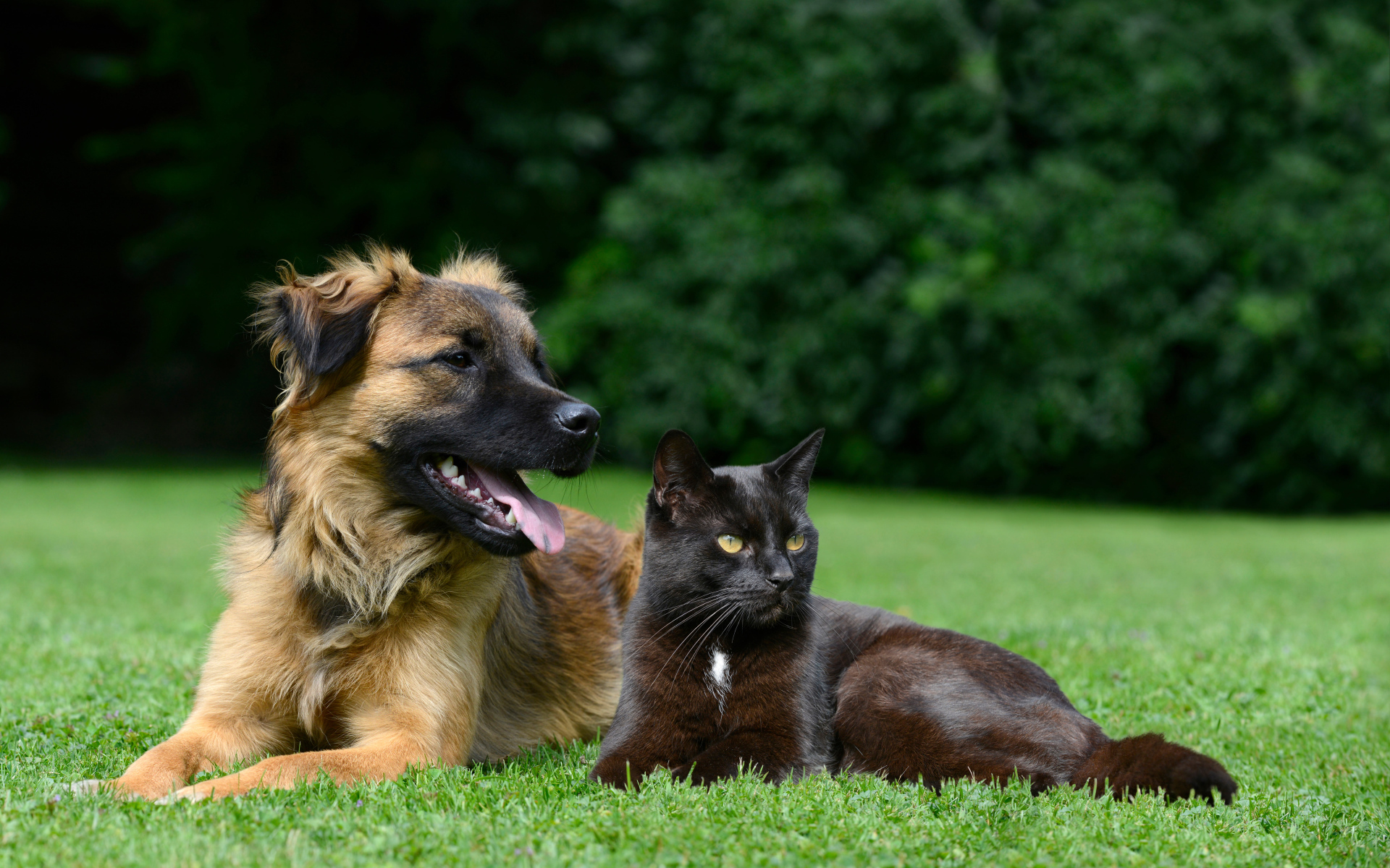 Black cat and dog lie on the green grass