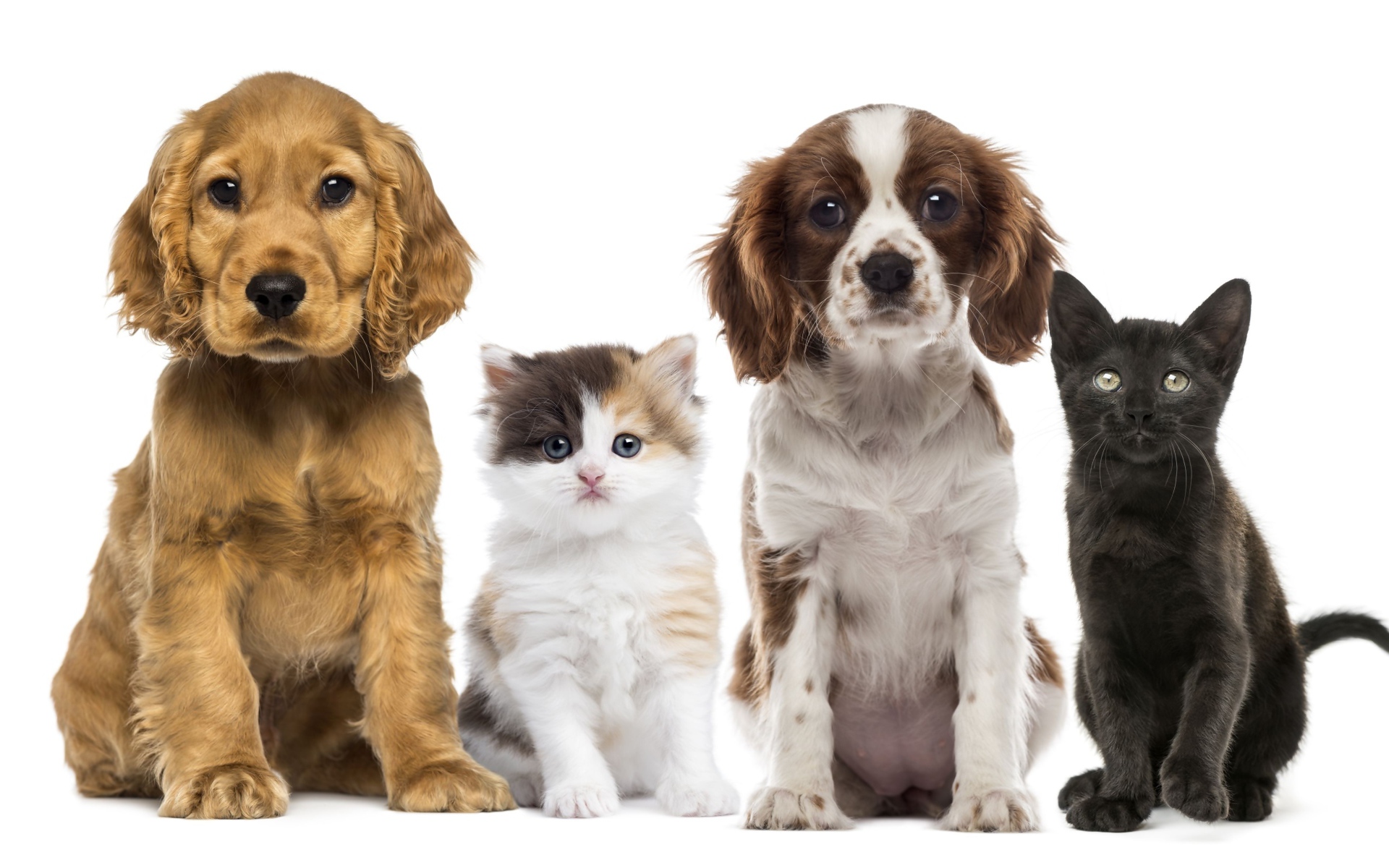Два маленьких щенка и два котенка на белом фоне