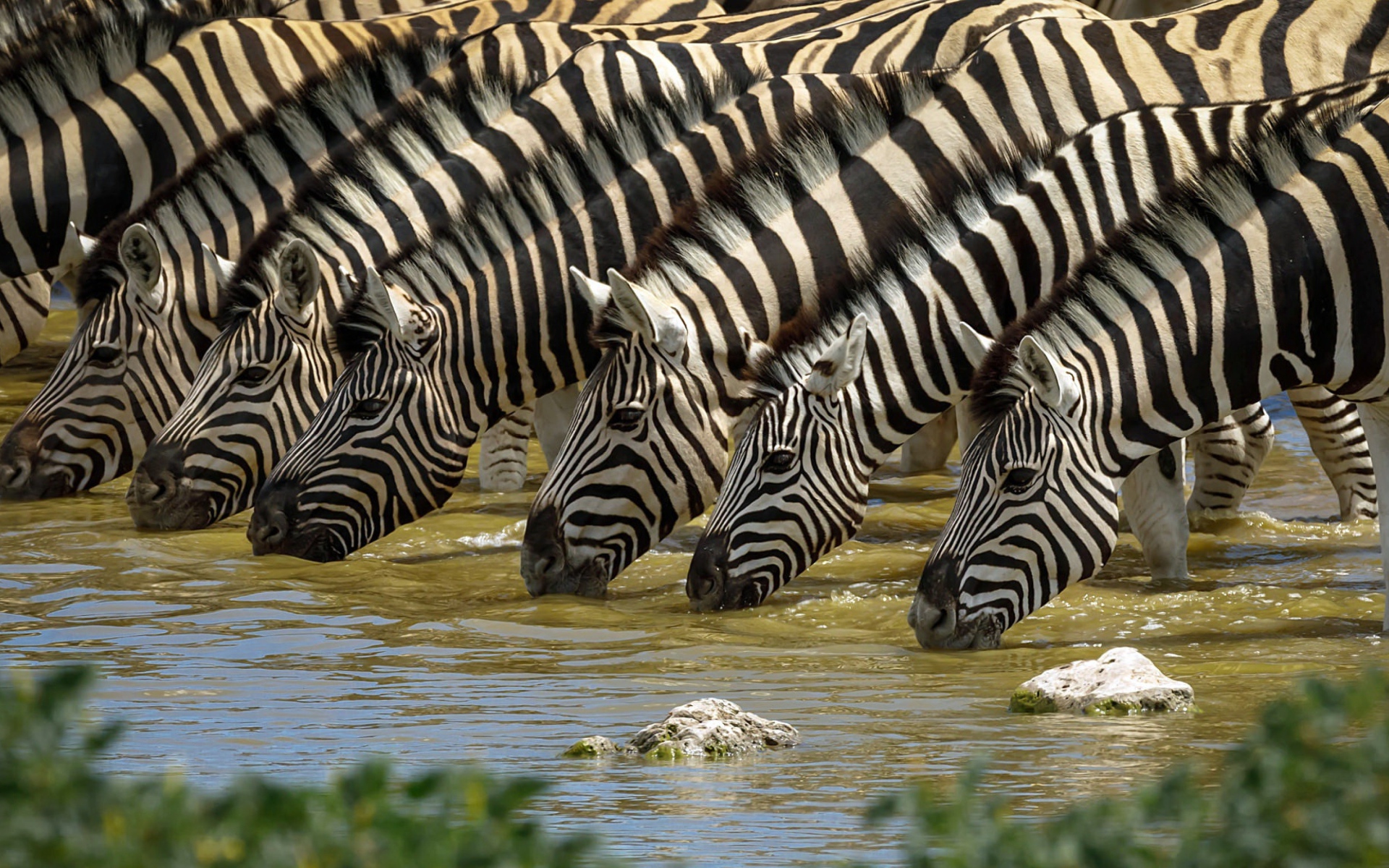 Полосатые зебры у водопоя летом