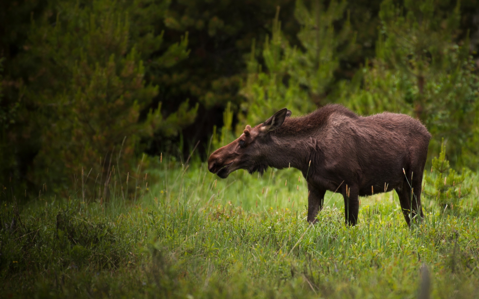 Большой лось пасется на зеленой траве