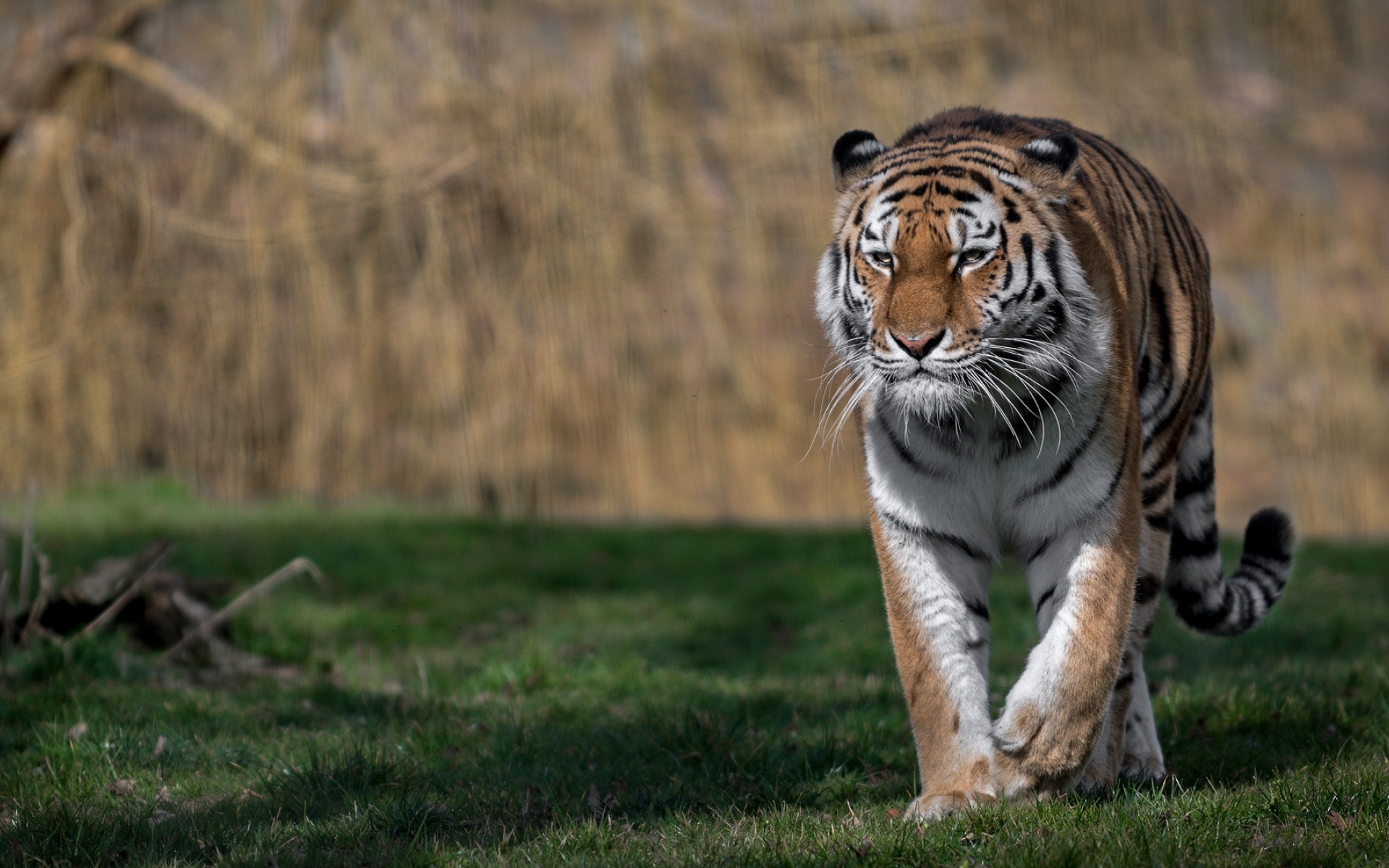 Большой грозный тигр идет по зеленой траве 