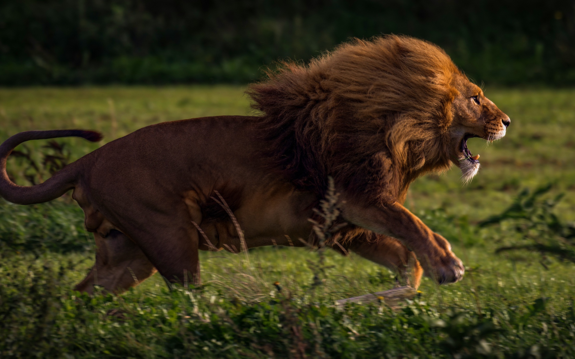 A large lion runs along the green grass