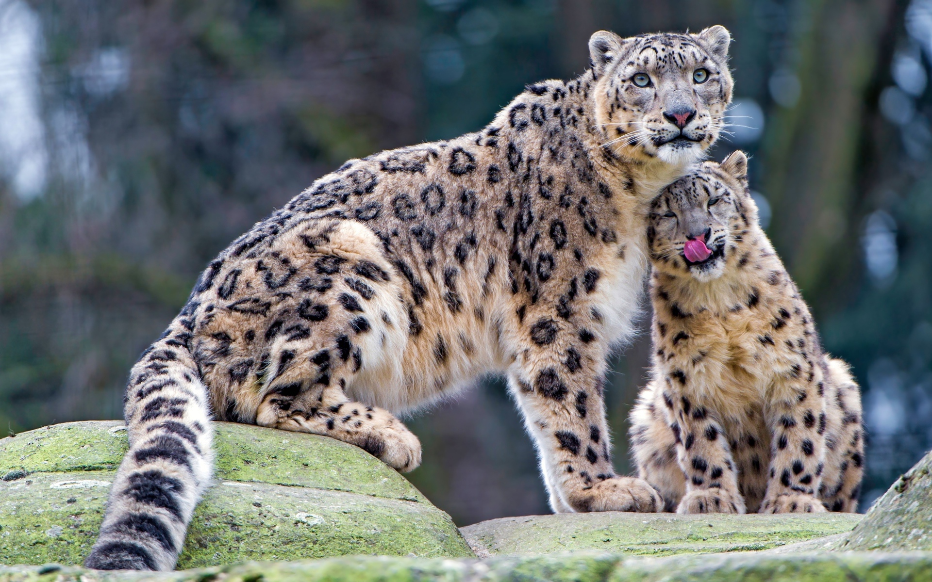 Большой снежный барс с детенышем сидят на камне